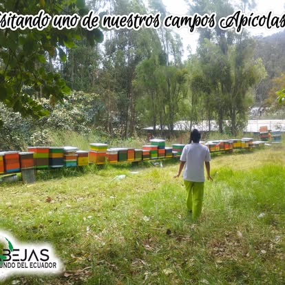 Campo apícola con colmenas compartido por el centro